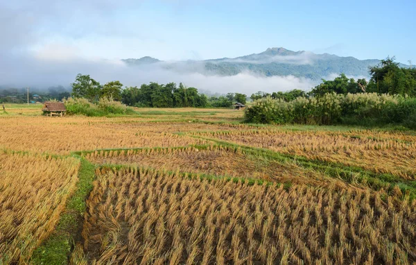 Vista da manhã do campo de arroz após a colheita com nevoeiro — Fotografia de Stock