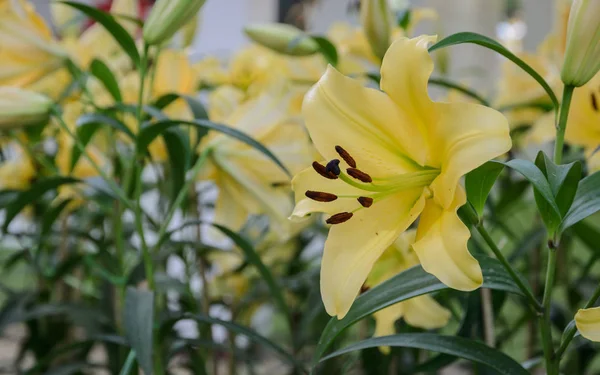 Flor de lírio amarelo no jardim — Fotografia de Stock