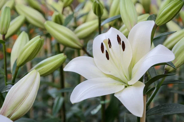 Flor de lirio blanco en el jardín —  Fotos de Stock