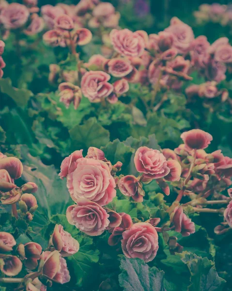 Rosa Begonia blommar i vintage mjuka filter — Stockfoto