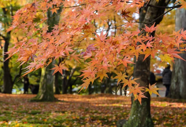 京都市の東福寺で葉の秋の色 — ストック写真
