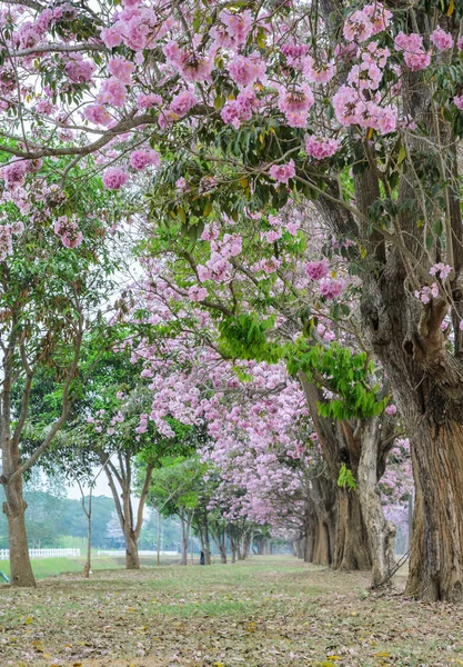 Rosa blomma träd tunnel av Tabebuia eller trumpet träd — Stockfoto