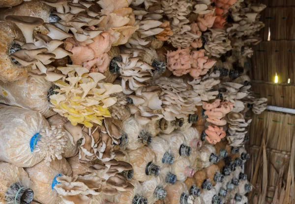 Oyster svamp odling — Stockfoto