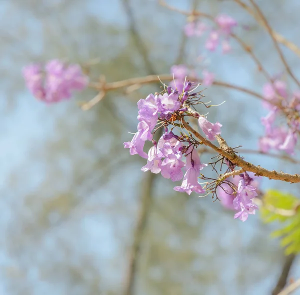 Jacaranda träd med lila blomma — Stockfoto
