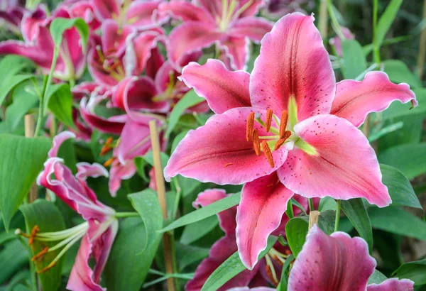 Pink lily flower in the garden — Stock Photo, Image
