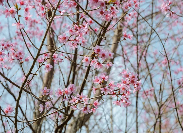 Wild Himalayan cherry blossom — Stock Photo, Image