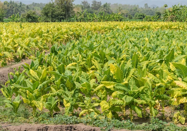 Tabakplantage in Thailand — Stockfoto