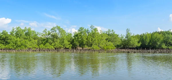 Floresta de mangue e ostras — Fotografia de Stock