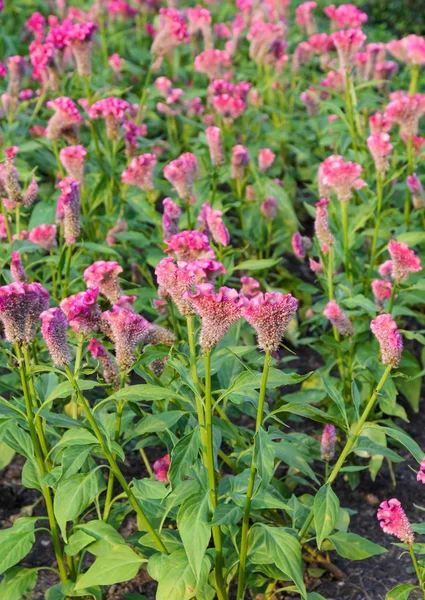 Pink Cockscomb or Celosia cristata flower garden — Stock Photo, Image