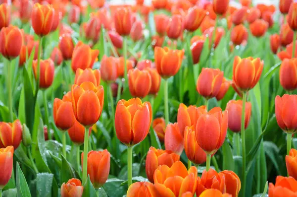 Oranje tulp bloemen veld — Stockfoto