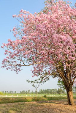 Tabebuia or Pink trumpet blossom tree in green farm clipart