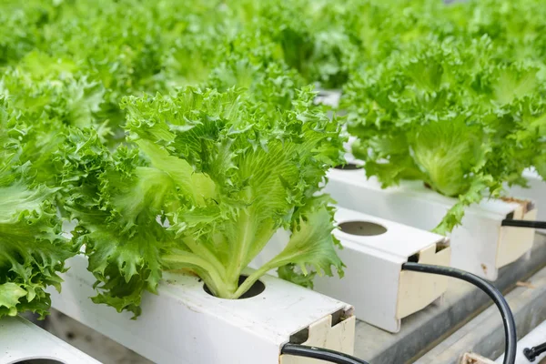 Close up of Fillie Iceburg leaf lettuce vegetables plantation — Stock Photo, Image