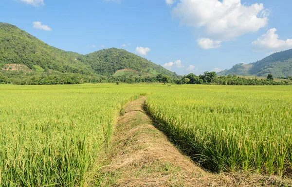 Pola ryżowe ze szlaku w słoneczny dzień — Zdjęcie stockowe