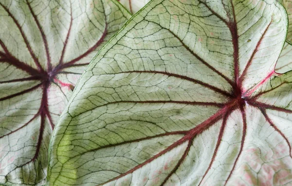 Каладіум leaf текстури — стокове фото