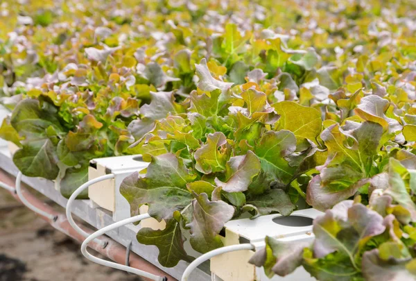 Hydroponické dub červený listový salát zelenina plantáž v aquapon — Stock fotografie