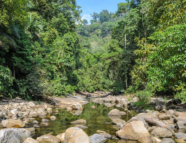 Horský potok v zeleném lese na letní čas — Stock fotografie