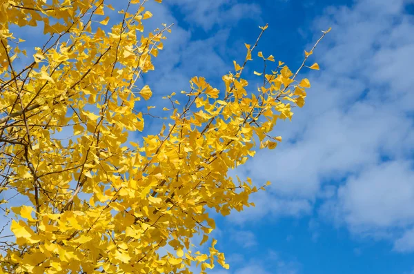 Color otoño del árbol amarillo Ginkgo en el cielo azul — Foto de Stock