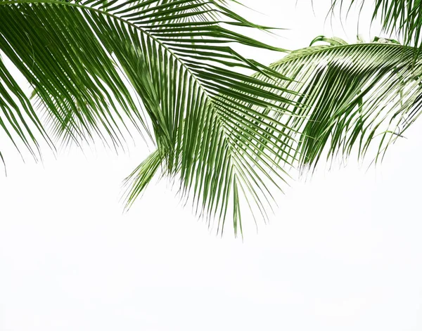 Foglia di palma da cocco isolato su sfondo bianco — Foto Stock