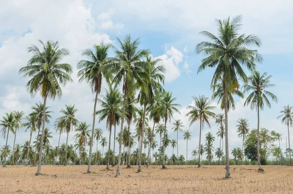 Palmeras de coco y plantación de mandioca — Foto de Stock