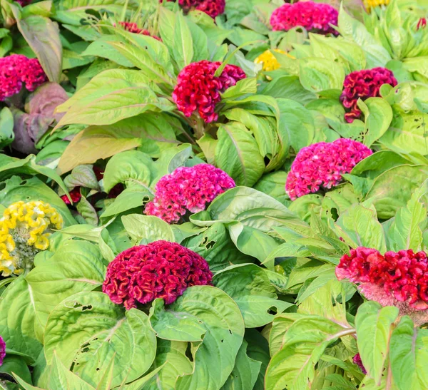 Färgglada tuppkammar eller Celosia cristata blomsterträdgård — Stockfoto