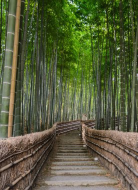 Bamboo forest in  Arashiyama, Kyoto, Japan clipart