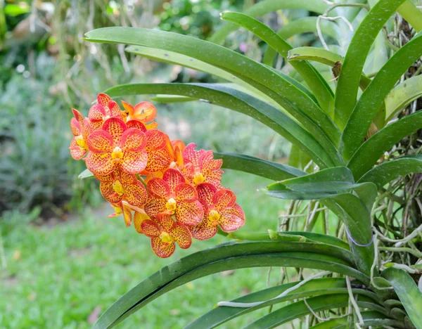 Fiore d'orchidea di vanda arancione — Foto Stock