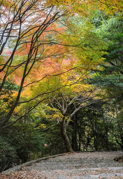 Pasos que conducen hacia abajo con hojas de color otoño — Foto de Stock