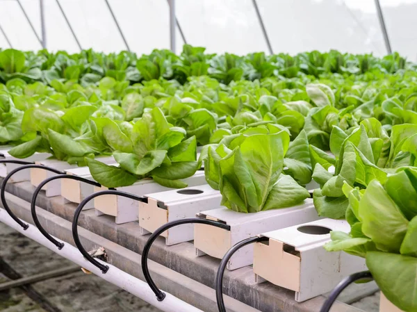 Hydroponic butterhead leaf lettuce vegetables plantation — Stock Photo, Image