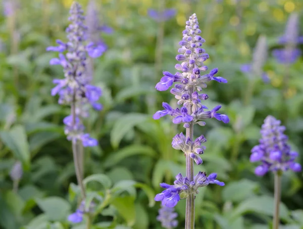 Blue Salvia farinacea or mealycup sage flower — Stock Photo, Image