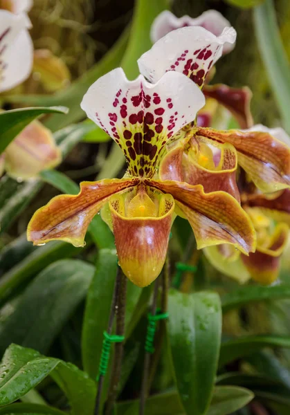 Lady slipper orchid flower — Stock Photo, Image