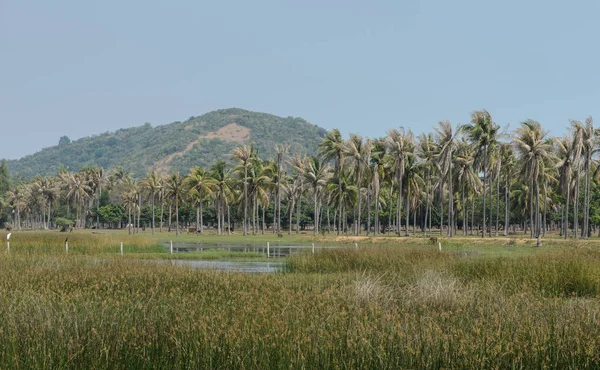 Aziatische platteland van coconut palm bomen plantage — Stockfoto