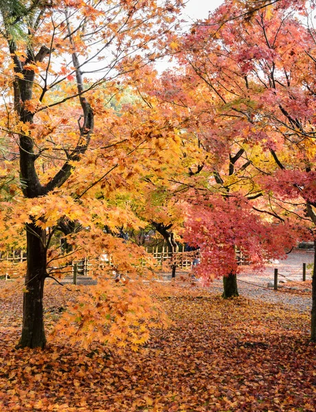 京都市の東福寺で葉の秋の色 — ストック写真