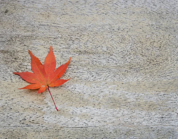 木材の背景に日本の赤いカエデの葉 — ストック写真