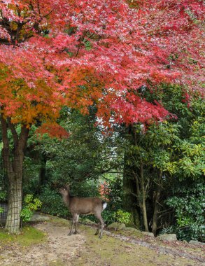 Japanese maple autumn color leaves with deer clipart