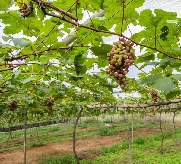 Unripe grapes on the vine — Stock Photo, Image
