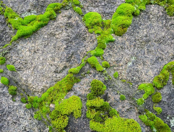 石头墙与苔藓背景 — 图库照片