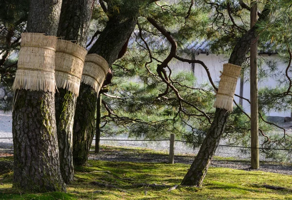 Jardim de pinheiros japonês em kyoto, Japão — Fotografia de Stock