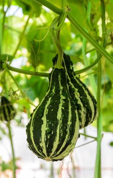 Zierkürbisse oder Kürbisfrüchte — Stockfoto