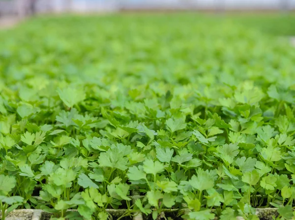 Planta de mudas de aipo chinês — Fotografia de Stock