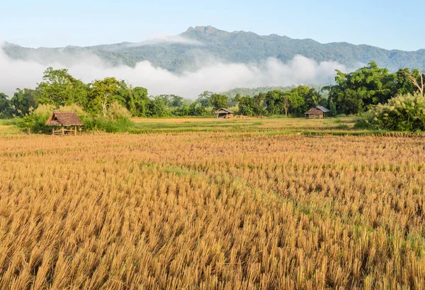 Утренний вид на рисовое поле после сбора урожая с туманом над мо — стоковое фото