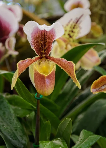 Slipper Purperorchis of Paphiopedilum Slipper Orchid — Stockfoto