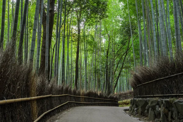 Bosque de bambú Arashiyama en Kyoto, Japón — Foto de Stock
