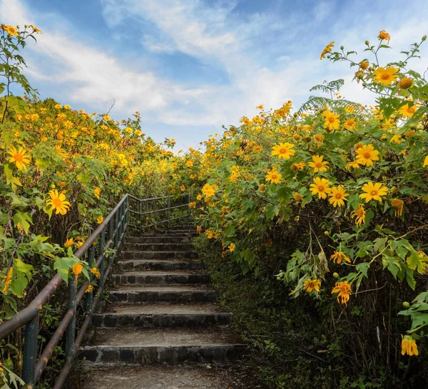 Prachtige Mexicaanse zonnebloem blooming valley — Stockfoto