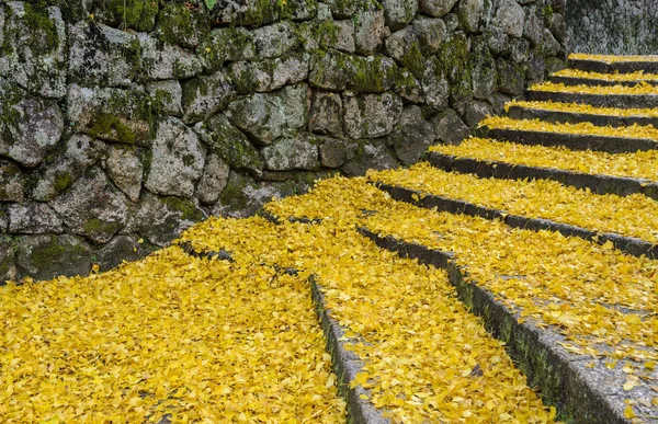 Hojas amarillas caídas del árbol del ginkgo en escalones — Foto de Stock