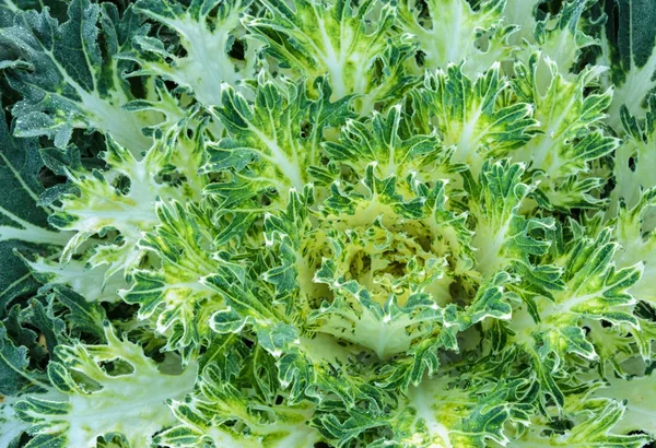 Green Ornamental Cabbage and Flowering Kale plant — Stock Photo, Image