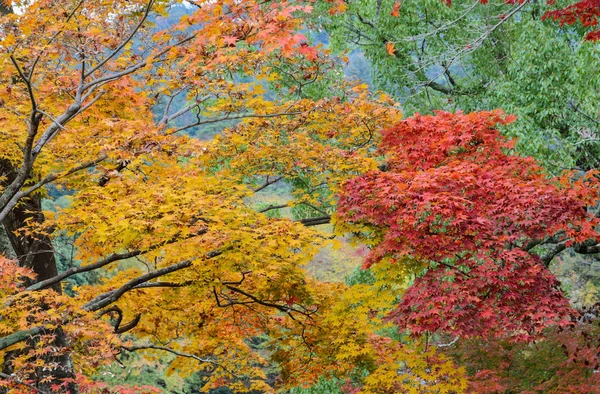 Japanische Herbstfärbung Blätter von Ahornbäumen — Stockfoto