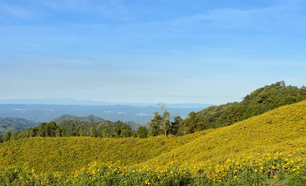 Góry Natura Krajobraz z Meksyku słonecznika kwitnący w Mea — Zdjęcie stockowe