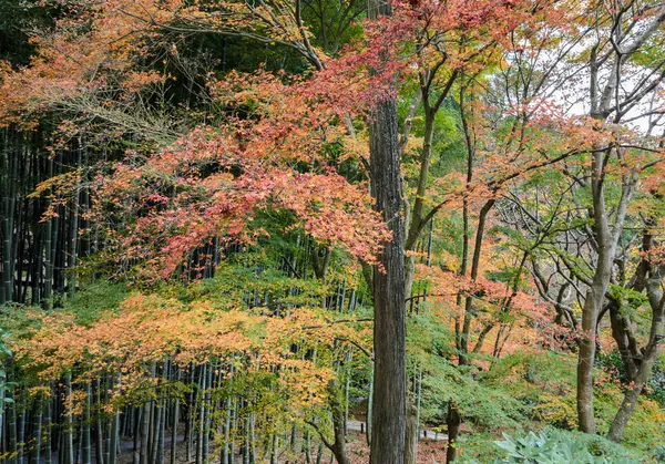 Herbst Ahorn Laub Garten in Kyoto, Japan — Stockfoto