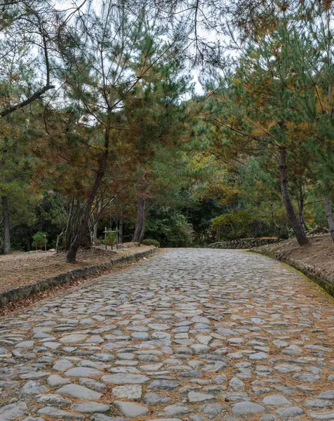 Caminho de pedra entre pinheiros nas montanhas — Fotografia de Stock