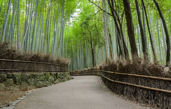 Bosque de bambu verde em Arashiyama em Kyoto, Japão — Fotografia de Stock